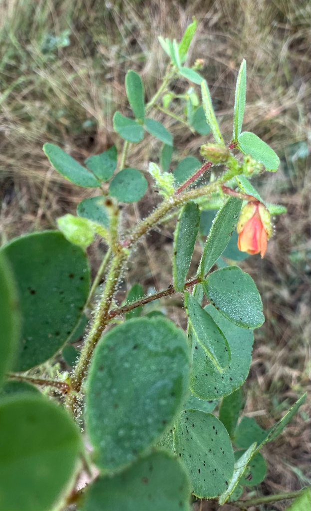 Chamaecrista absus — Chamaecrista absus