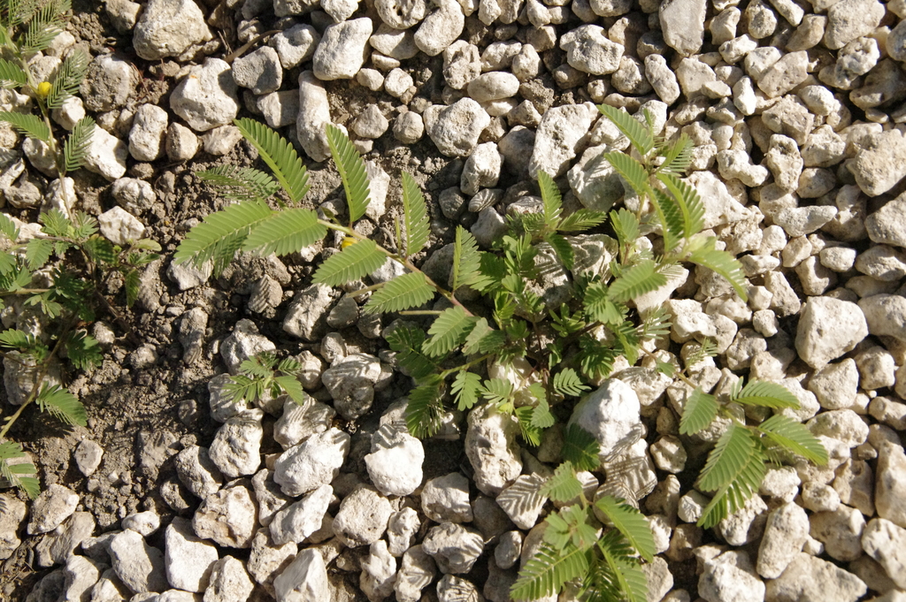 Watapana shimaron — Chamaecrista nictitans