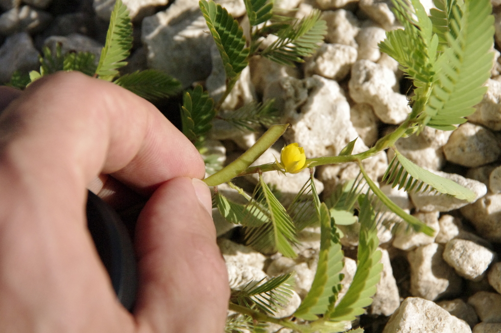 Een kleine gele bloem tussen de deelblaadjes, gefotografeerd bij Malmok, Aruba.