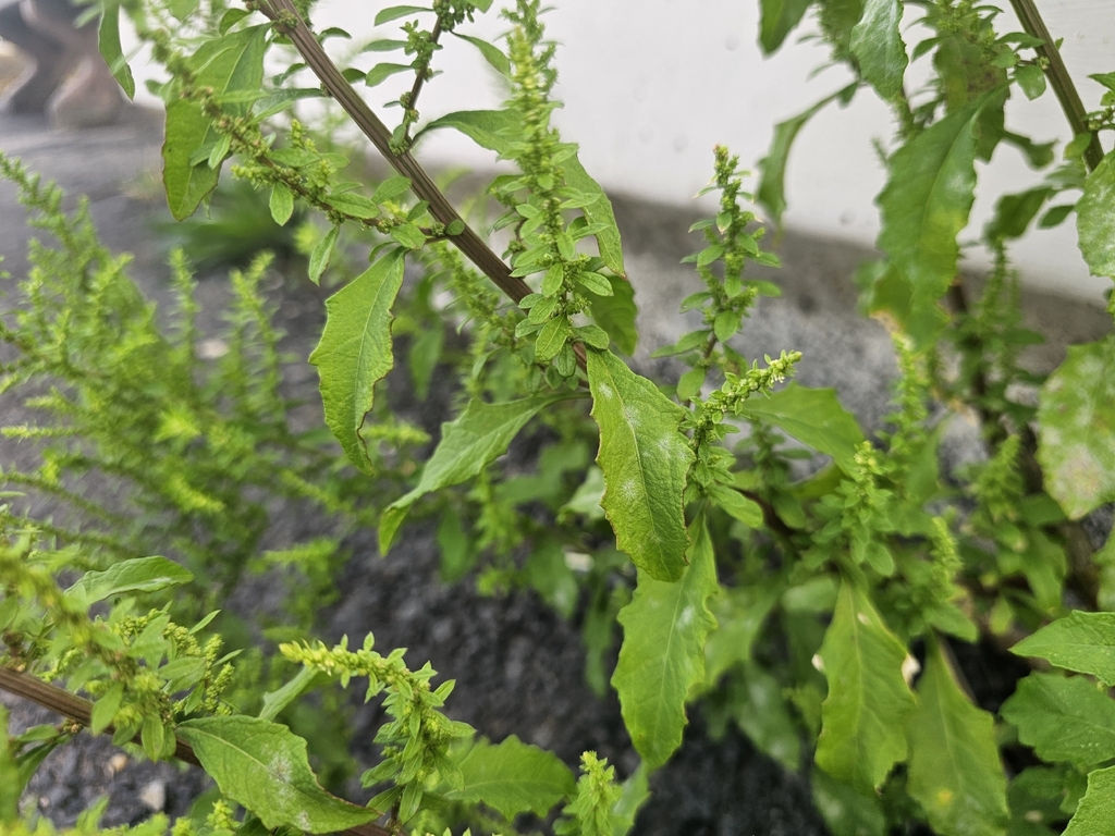 Smalle, getande bladeren en groene bloemkluwens van dichtbij.