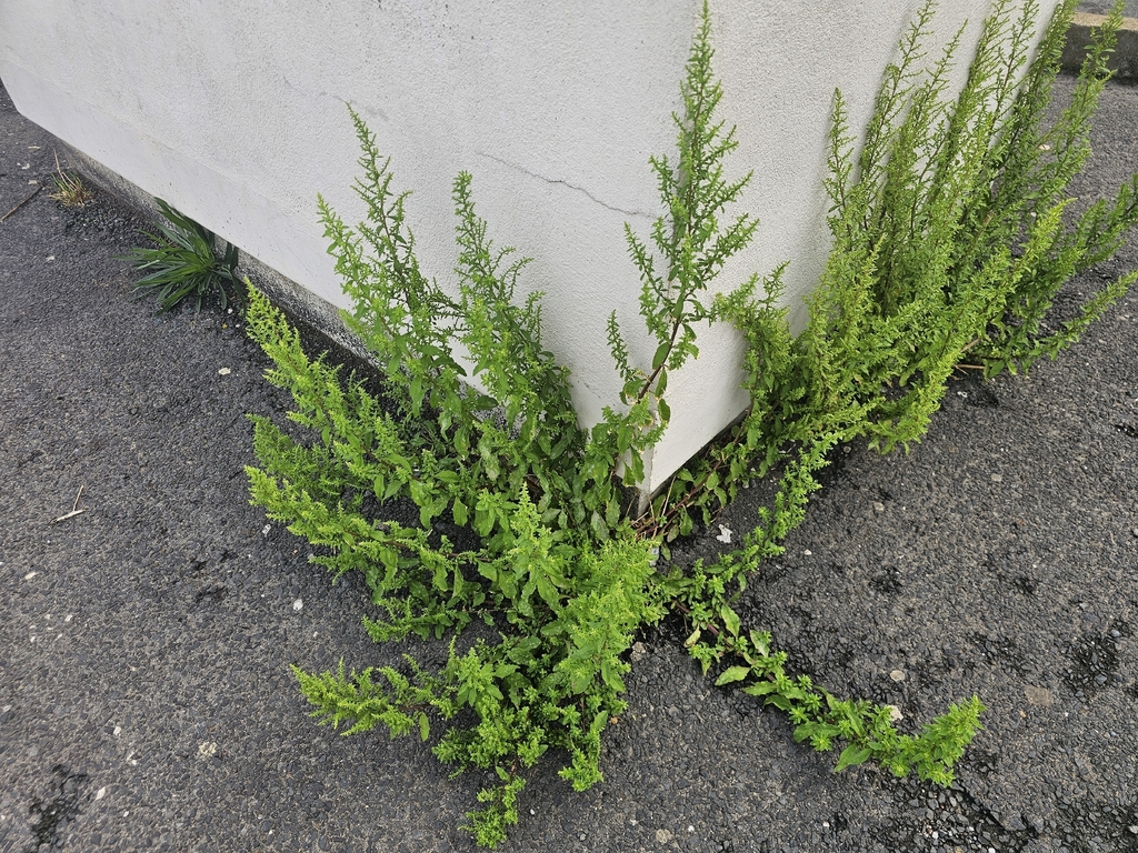 Yerba di vruminga — Dysphania ambrosioides