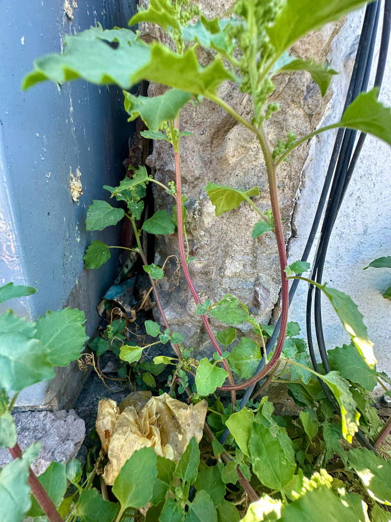 Yerba di vruminga — Chenopodiastrum murale