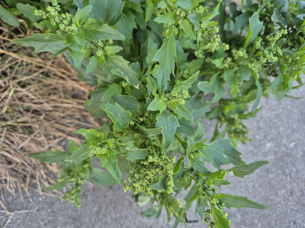 Getande groene bladeren en dichte bloemkluwens, gefotografeerd in Warschau, Polen.