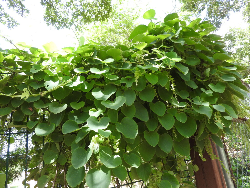 Yerba di pataka — Cissampelos pareira