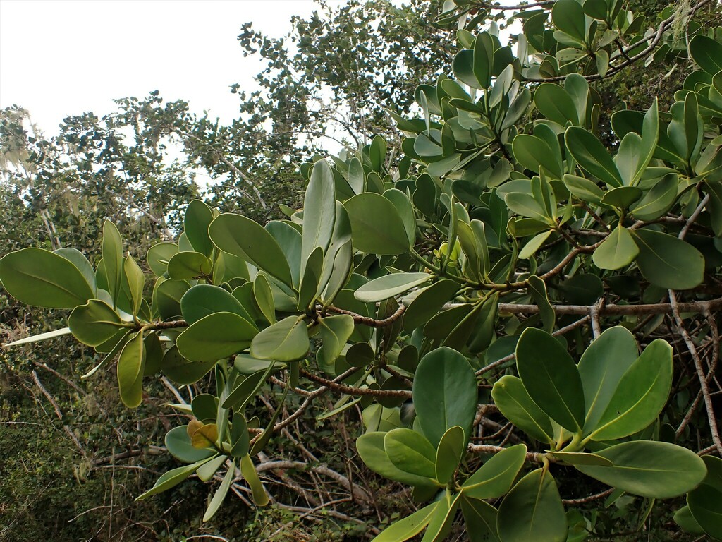 Kuchiu — Clusia rosea