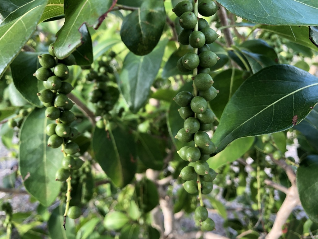Close-up van echte, nog groene vruchtjes van kamari op Bonaire.