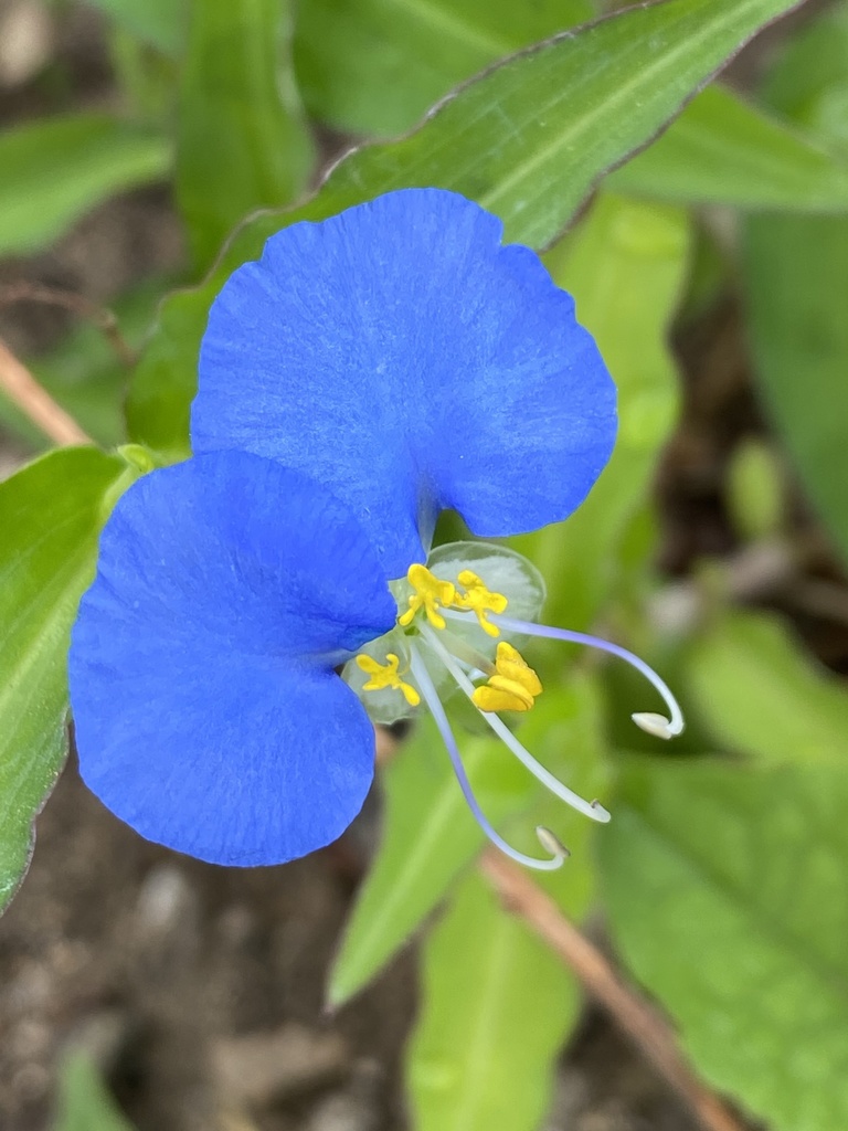 Bloemdetail op Bonaire: twee grote blauwe kroonbladen en het kleine witte onderste kroonblad.