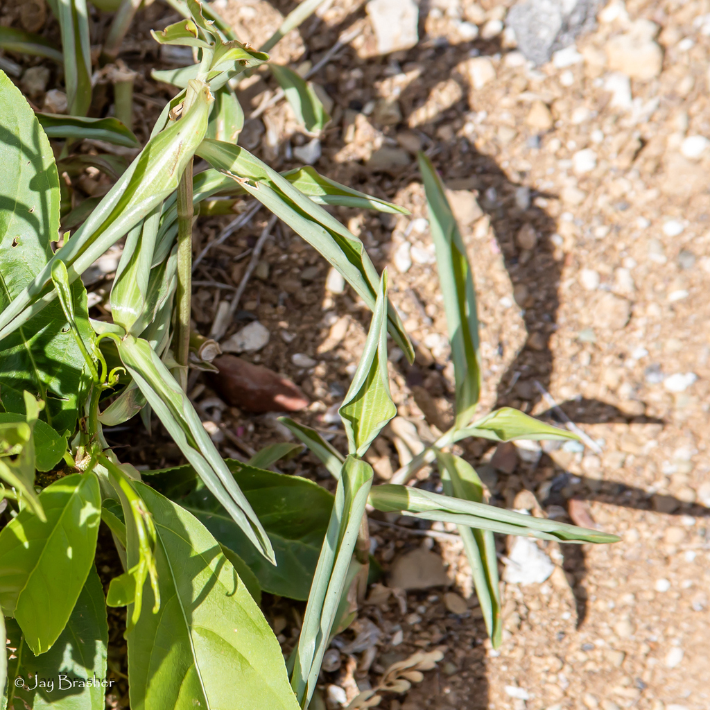 Yerba di kamisa — Commelina erecta