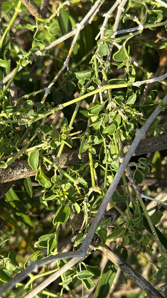 Mata di kachu — Commicarpus scandens