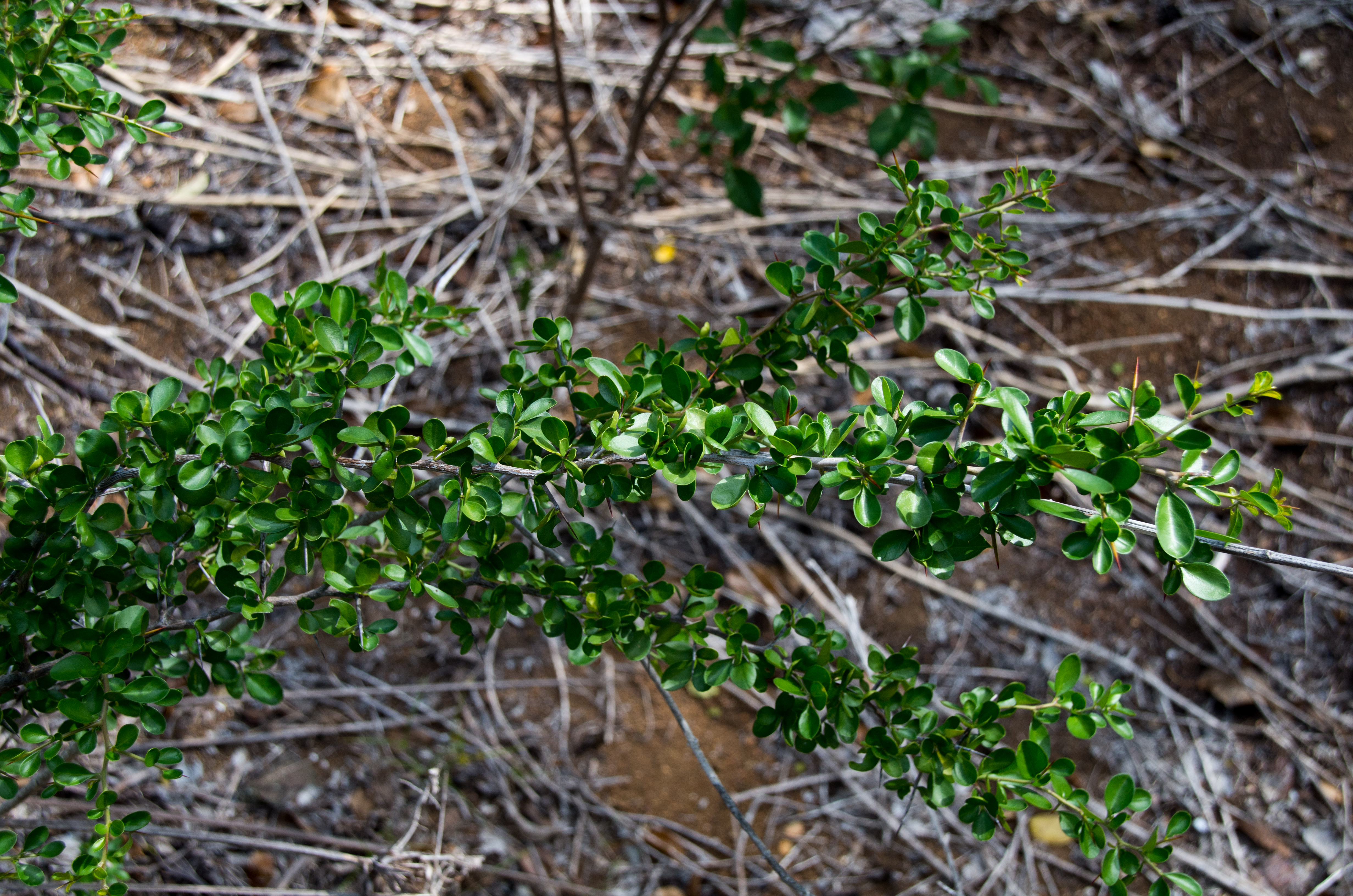 Palu di bèshi — Condalia henriquezii