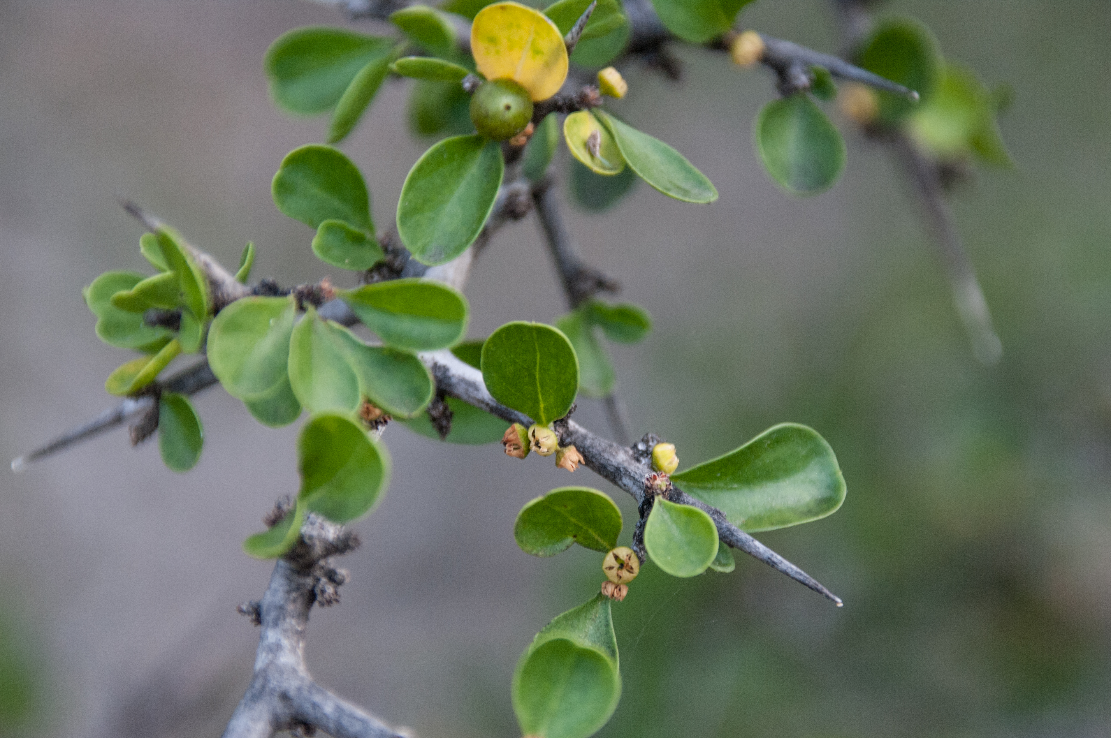 Echte geelgroene steenvrucht, kleine leren bladeren en takdoorns bij Saliña Sint Michiel, Curaçao.