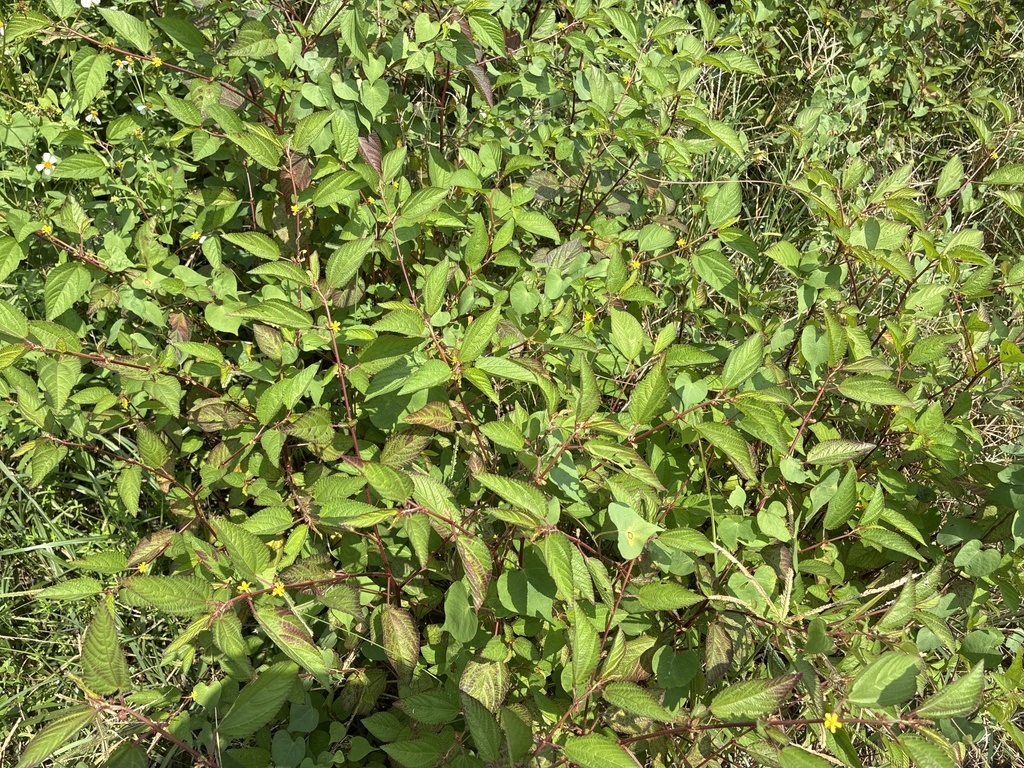 Corchorus aestuans — Corchorus aestuans