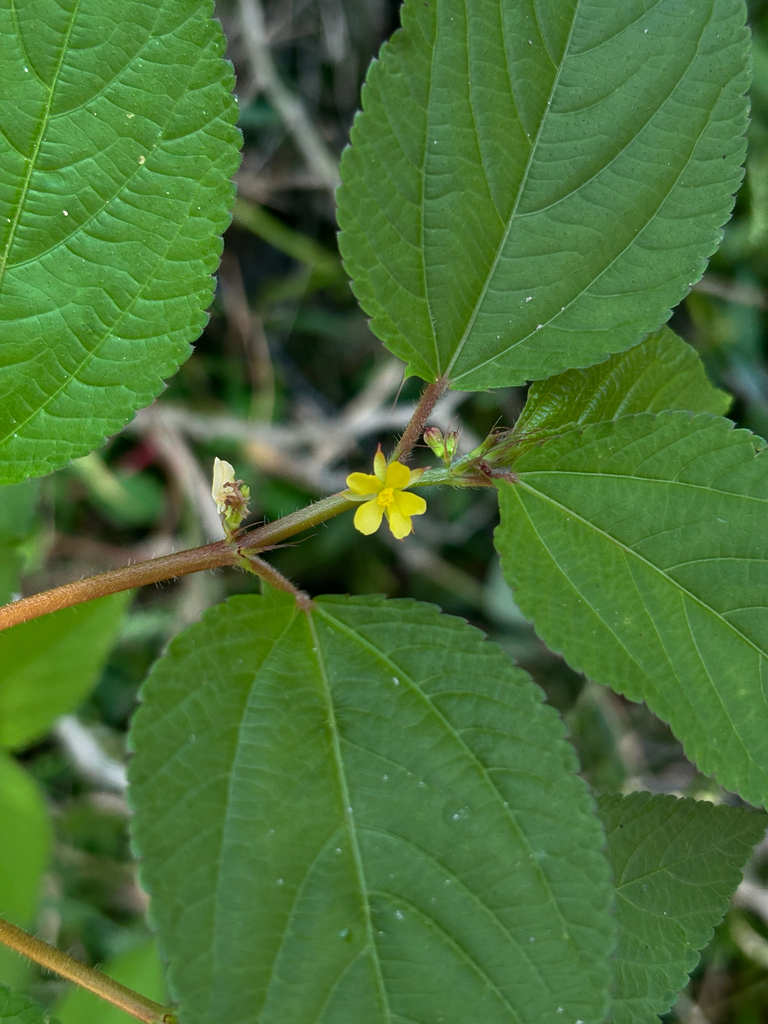 Gele bloem en bladdetails van Corchorus aestuans in Veracruz, Mexico.