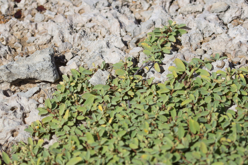 Basora kòrá — Corchorus hirsutus