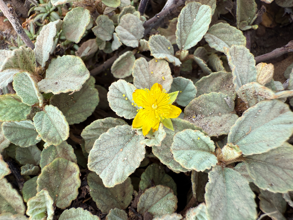 Gele bloem tussen viltige bladeren van Corchorus hirsutus bij Vader Piet, Aruba.