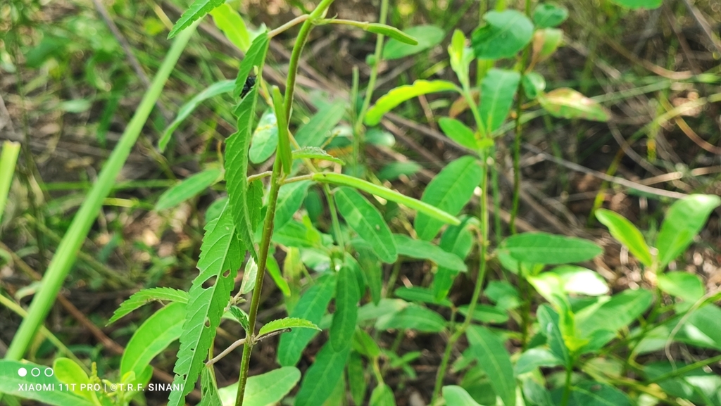 Funfun muhe — Corchorus orinocensis