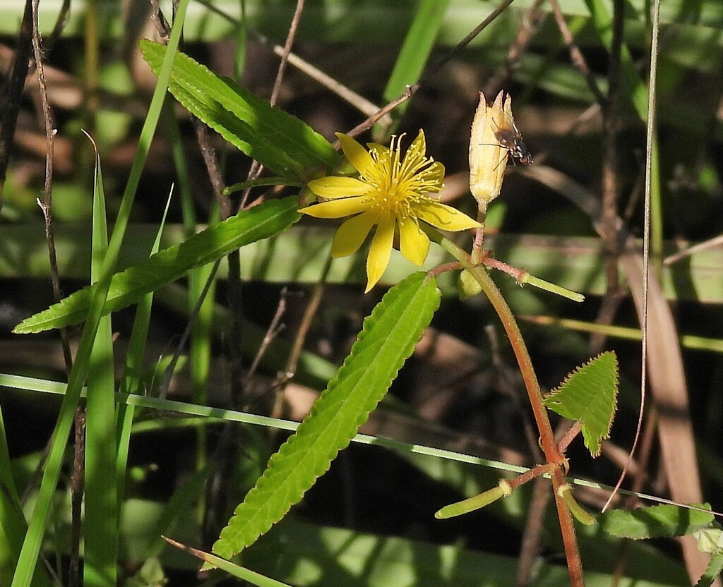 Gele bloemen en bladdetails van Corchorus orinocensis in Formosa, Argentinië.