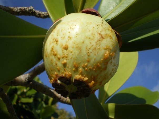 Een echte gesloten groene doosvrucht van Clusia rosea op Cayo Largo del Sur, Cuba.