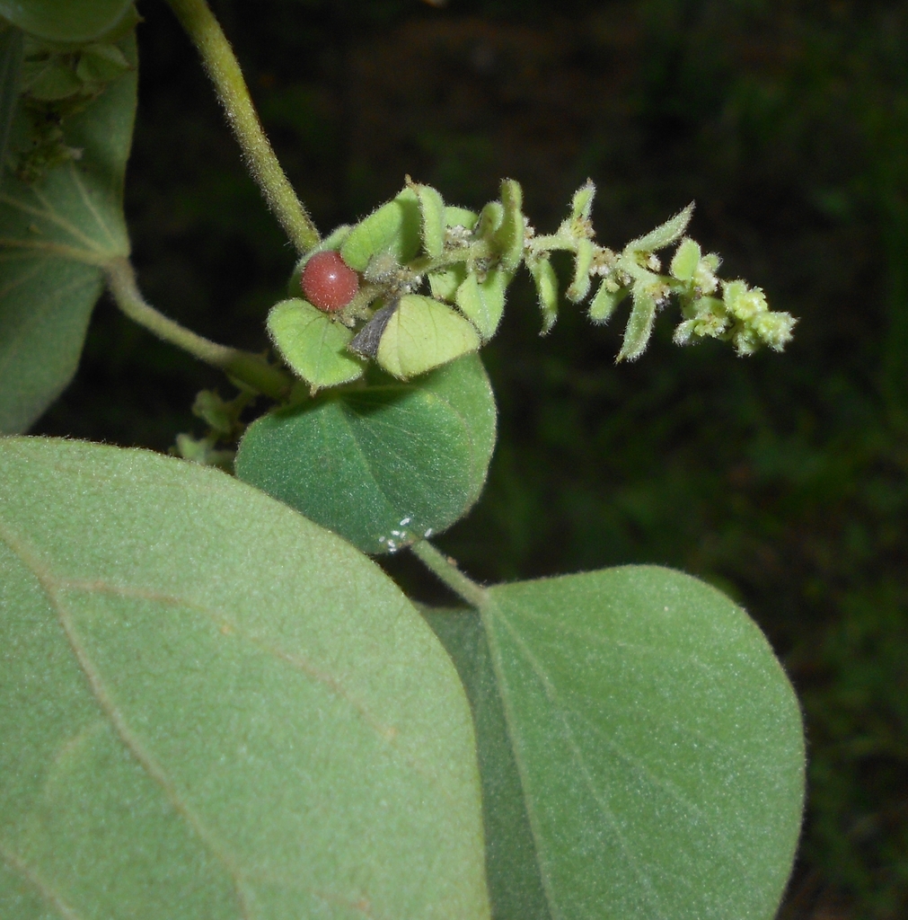 Vrouwelijke tros met een roodachtig steenvruchtje en groene vruchtjes in Cuba.