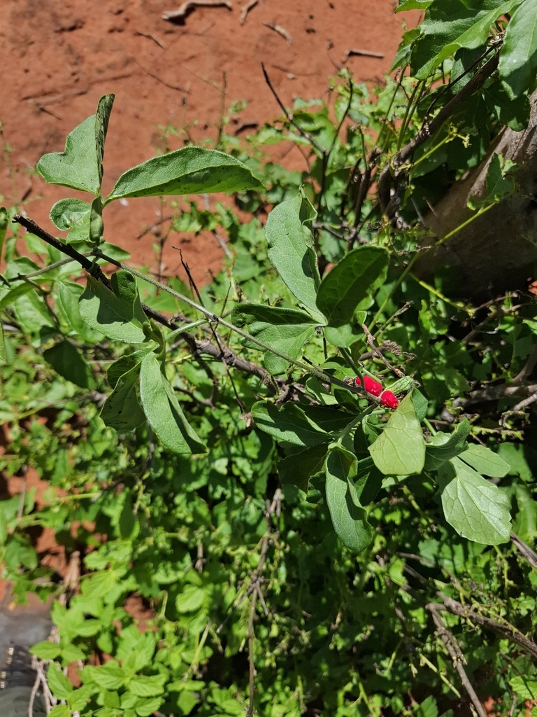 Batuti — Doyerea emetocathartica