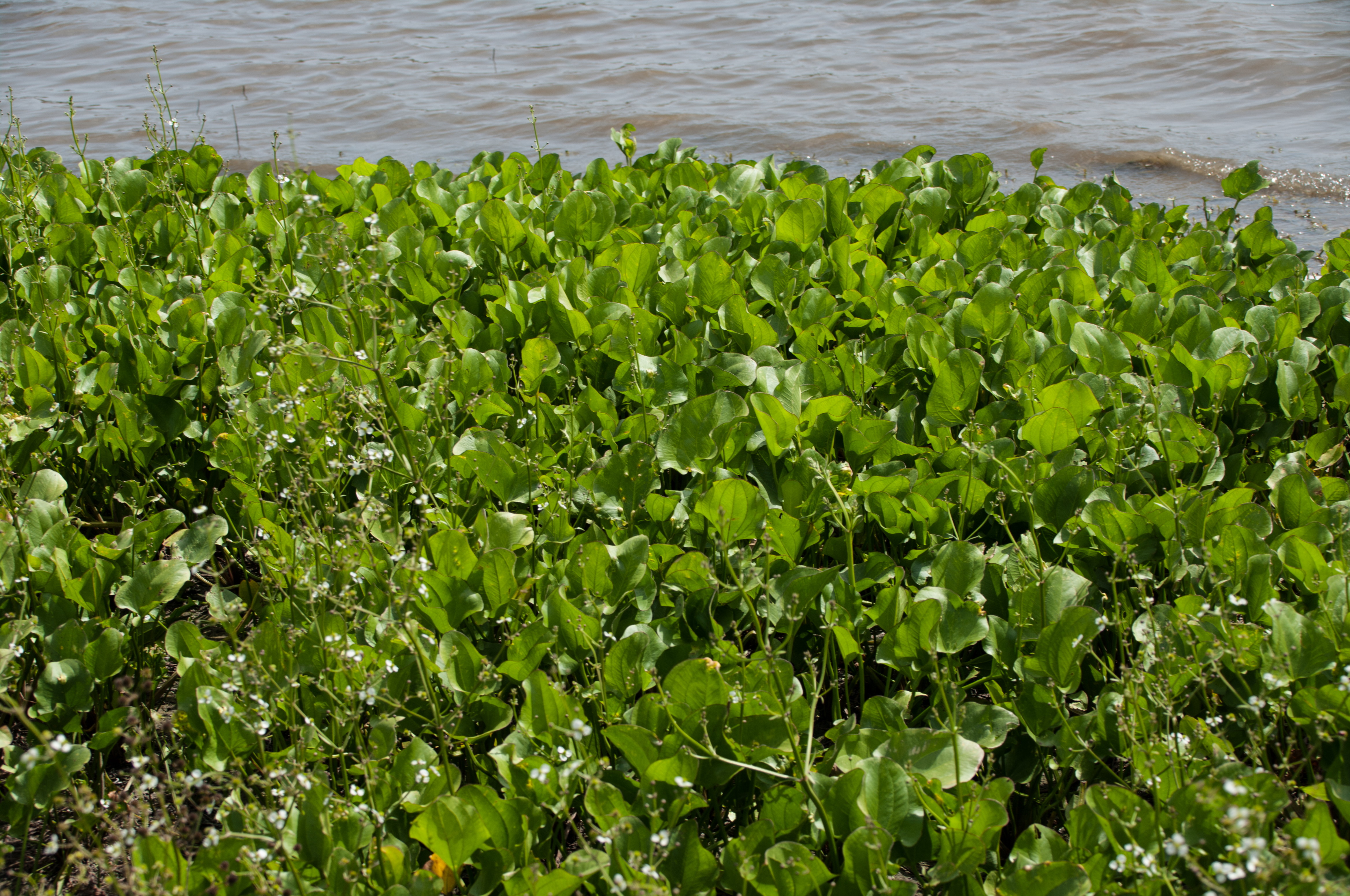 Echinodorus berteroi — Echinodorus berteroi