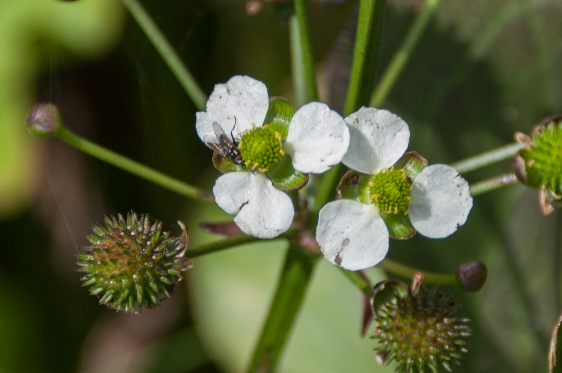 Witte bloemen met drie kroonbladen en jonge bolvormige vruchtgroepen bij Muizenberg.