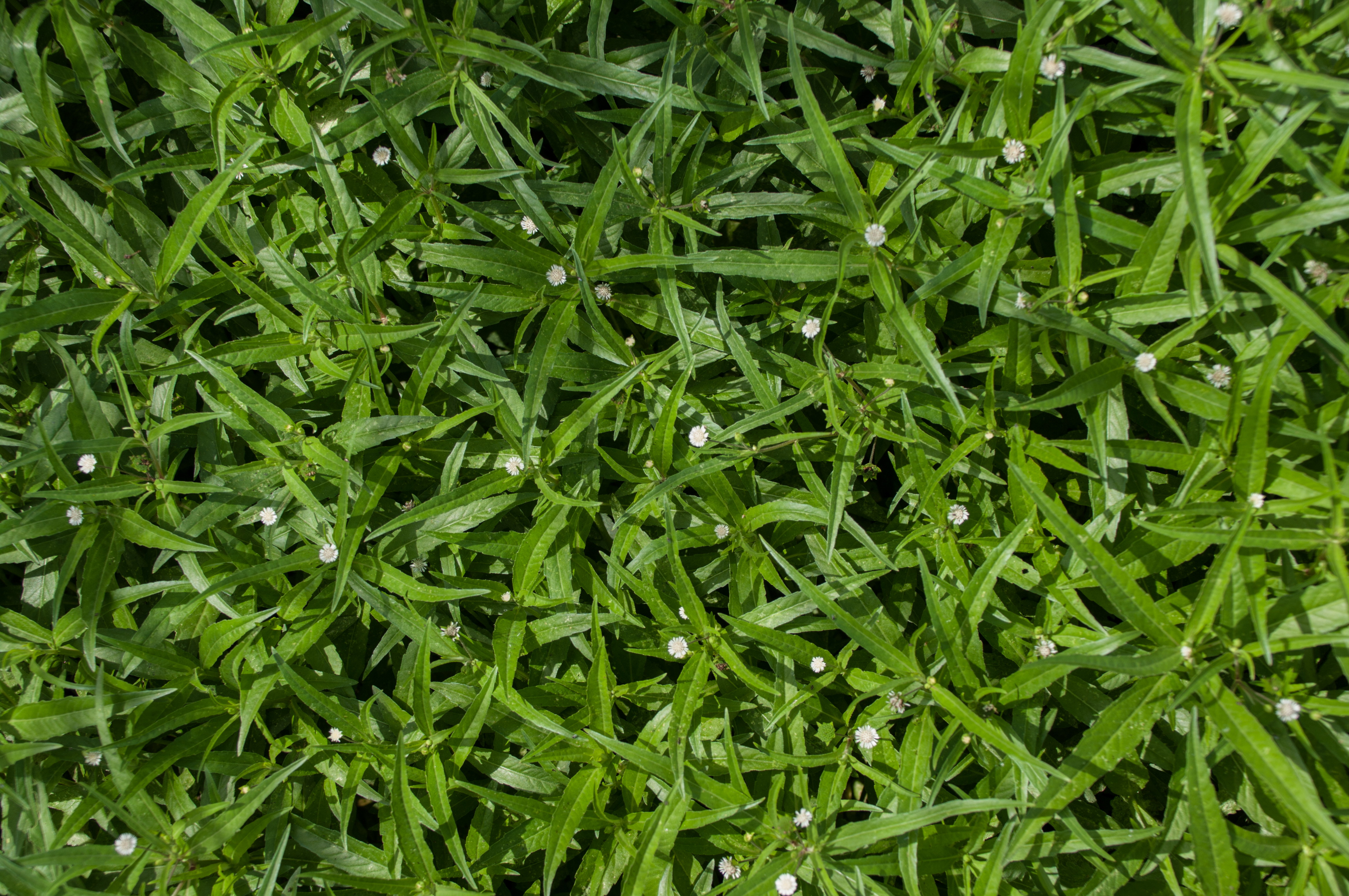 Eclipta prostrata — Eclipta prostrata