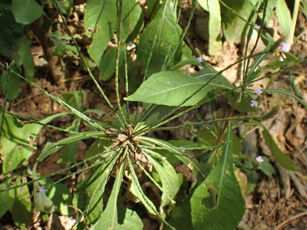 Yerba di kangreu — Elytraria imbricata