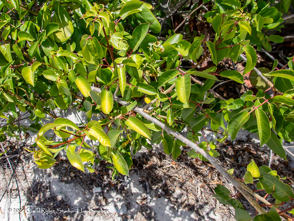 Palu pretu — Erithalis fruticosa