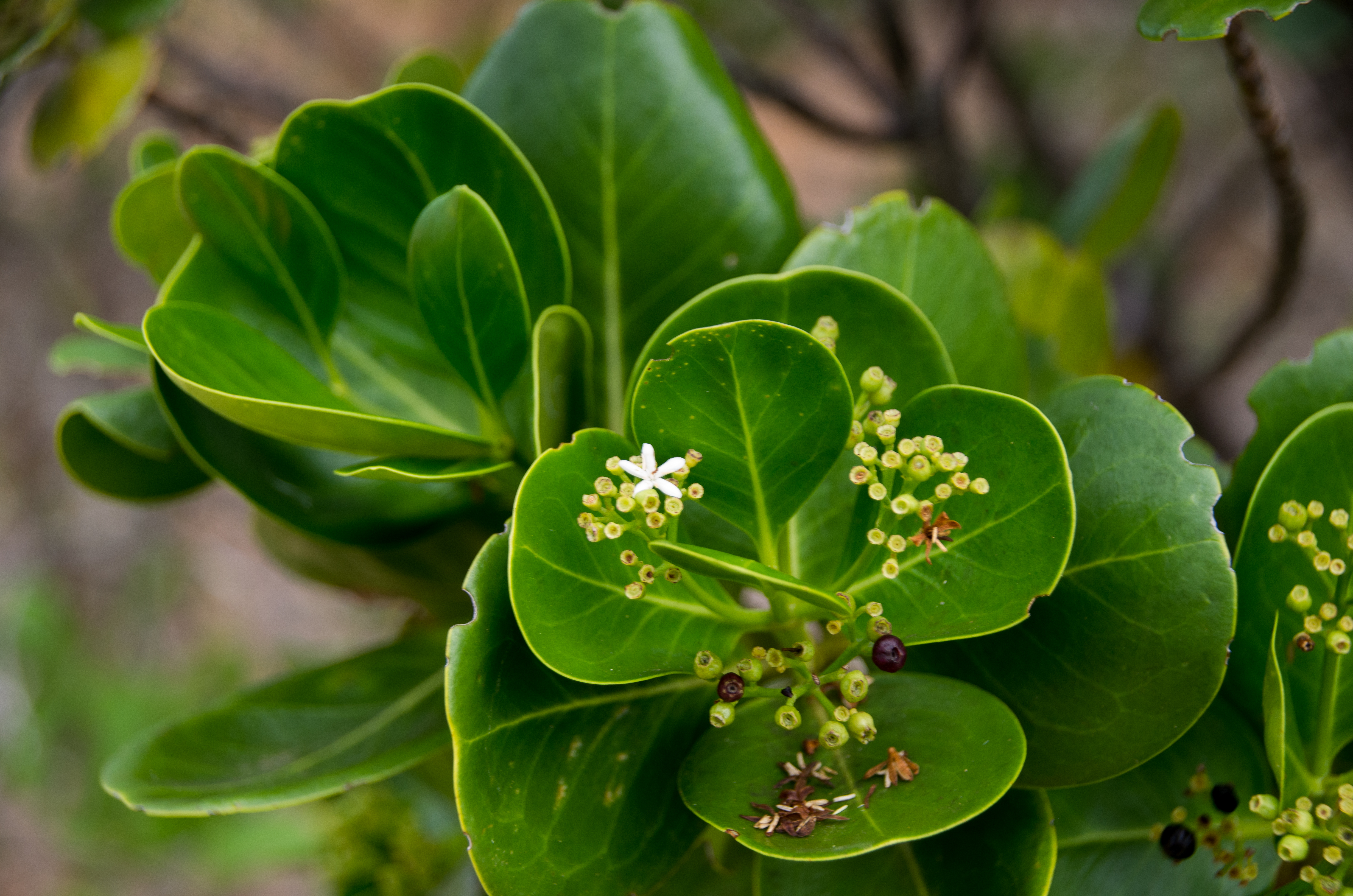 Bloemen, groene jonge vruchten en enkele donkere vruchten op Curaçao.