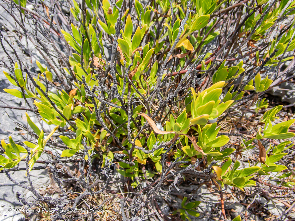 Ernodea littoralis — Ernodea littoralis