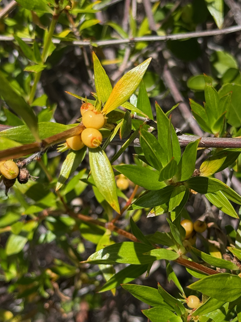 Goudgele tot oranje rijpe vruchten, Fajardo, Puerto Rico.