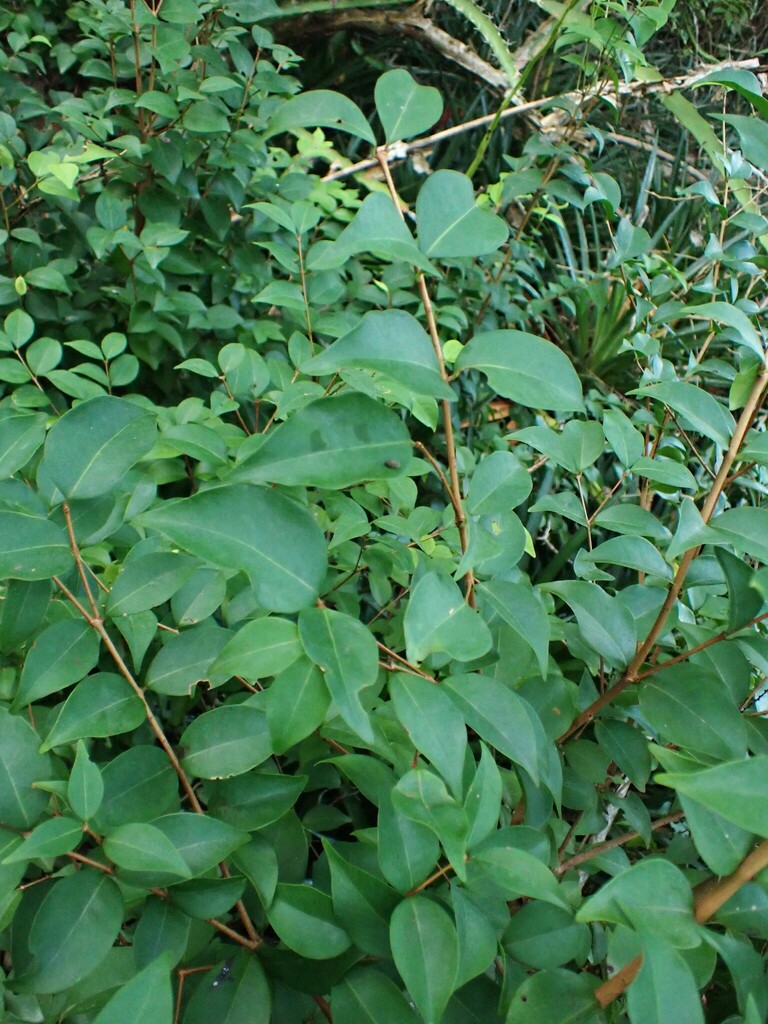 Eugenia procera — Eugenia procera