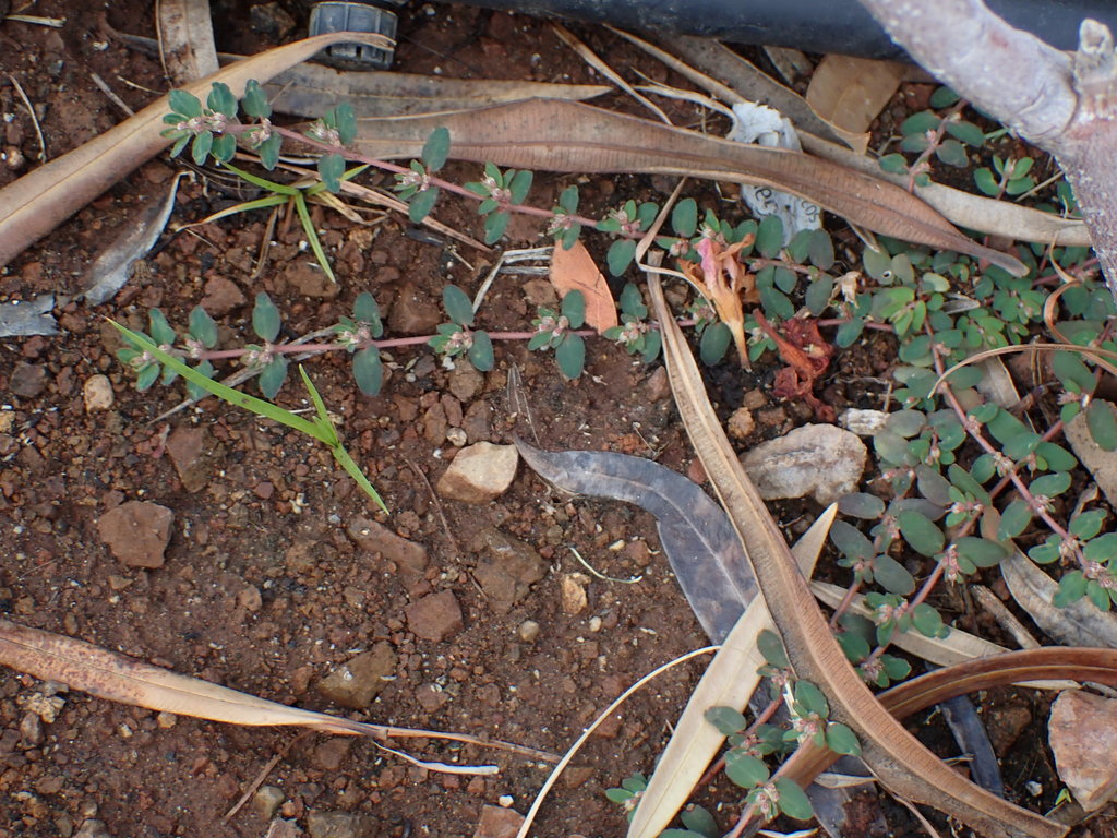 Yerba di lechi — Euphorbia dioeca