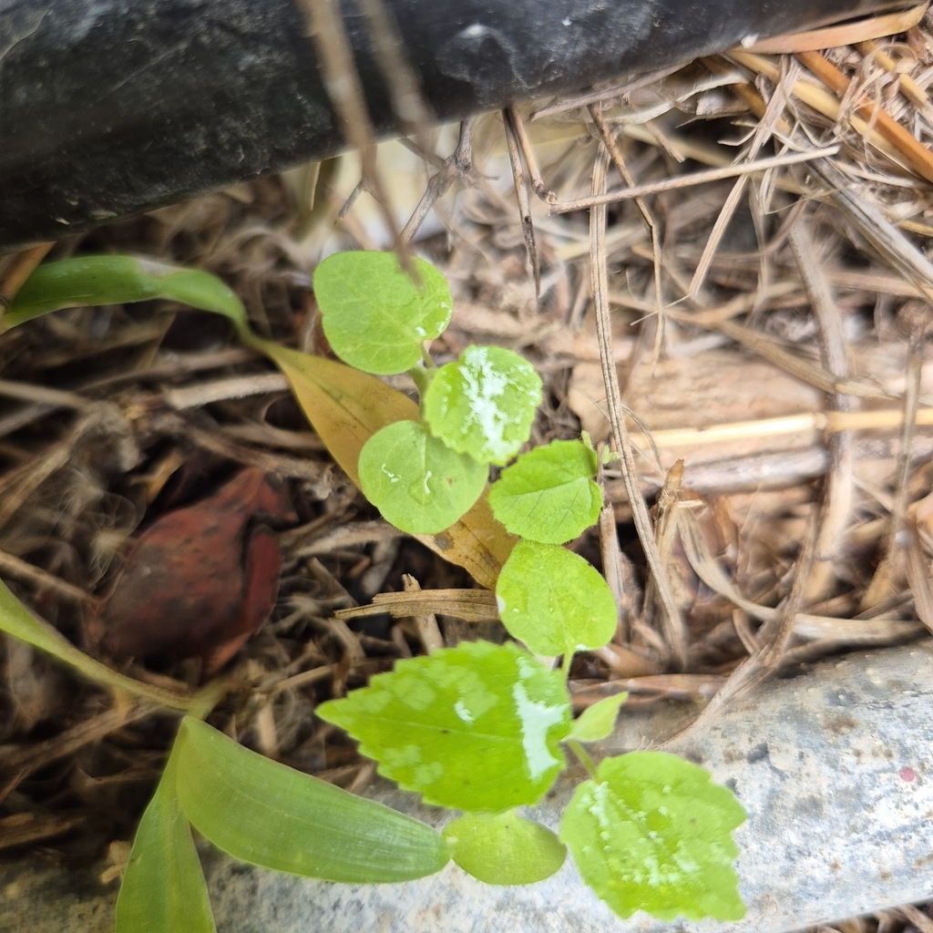 Een kleine plant met bladeren en witte bloemaanhangsels in Parera, Curaçao.