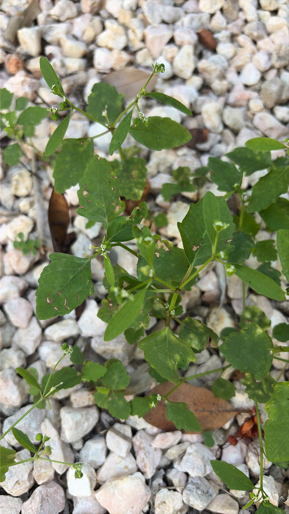 Euphorbia graminea — Euphorbia graminea