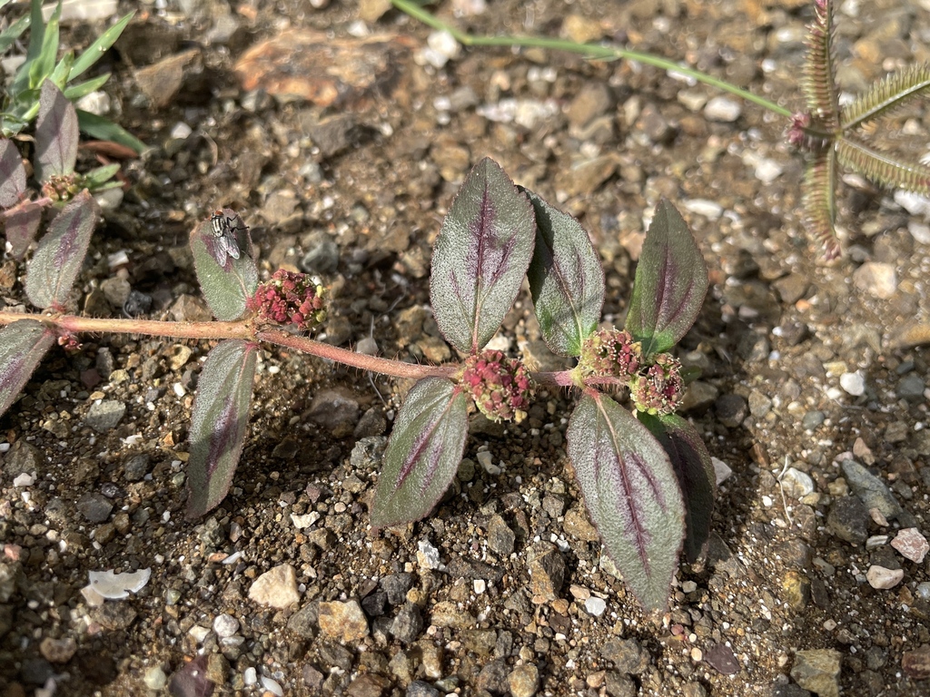 Euphorbia hirta — Euphorbia hirta