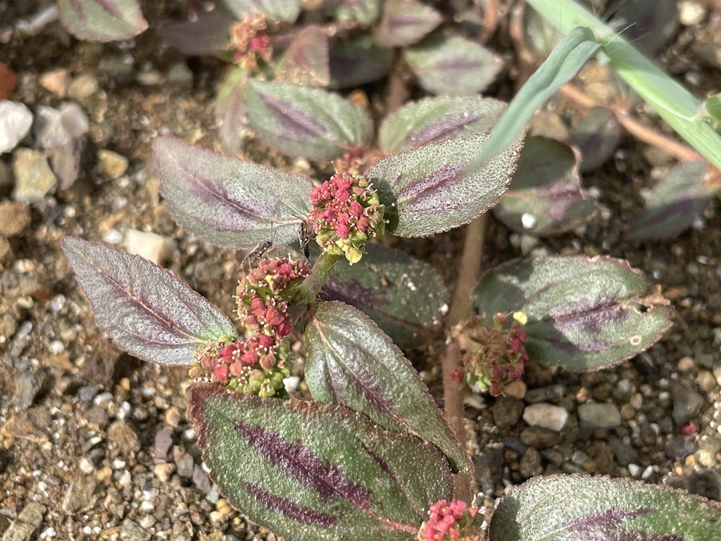 Detail van cyathia en jonge driedelige doosvruchtjes van Euphorbia hirta, Curaçao.