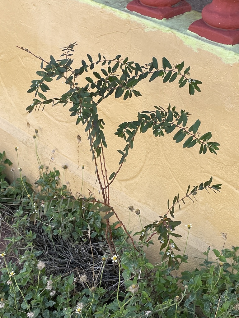 Euphorbia hypericifolia — Euphorbia hypericifolia