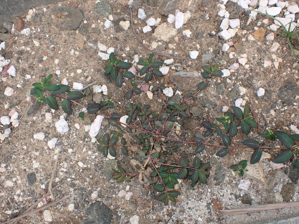 Euphorbia hyssopifolia — Euphorbia hyssopifolia