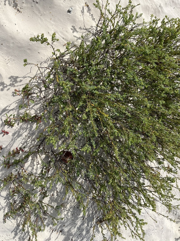 Euphorbia mesembryanthemifolia — Euphorbia mesembryanthemifolia