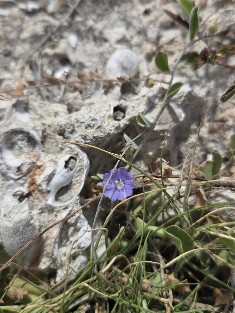Een blauwe bloem aan een laag takje op stenige grond bij Kralendijk, Bonaire.