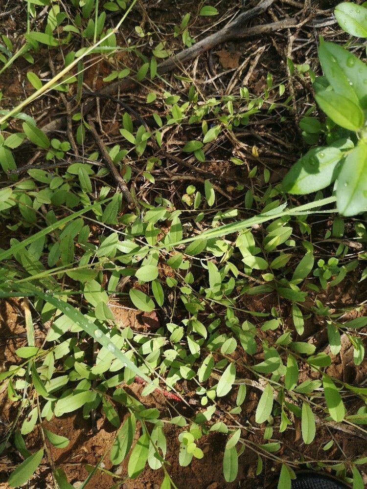 Chananá — Evolvulus convolvuloides