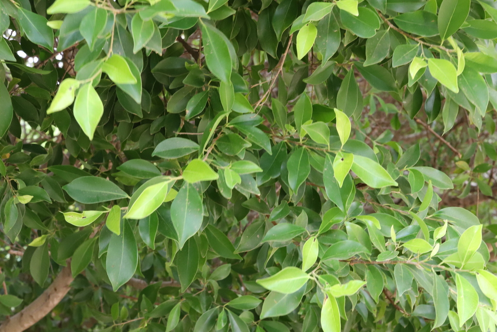 Langwerpige bladeren van Ficus brittonii op Curaçao; er is hier geen duidelijke rijpe vijg zichtbaar.