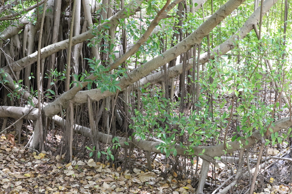 Palu di mahawa — Ficus brittonii