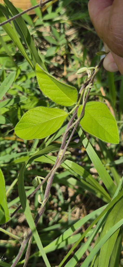 Galactia striata — Galactia striata