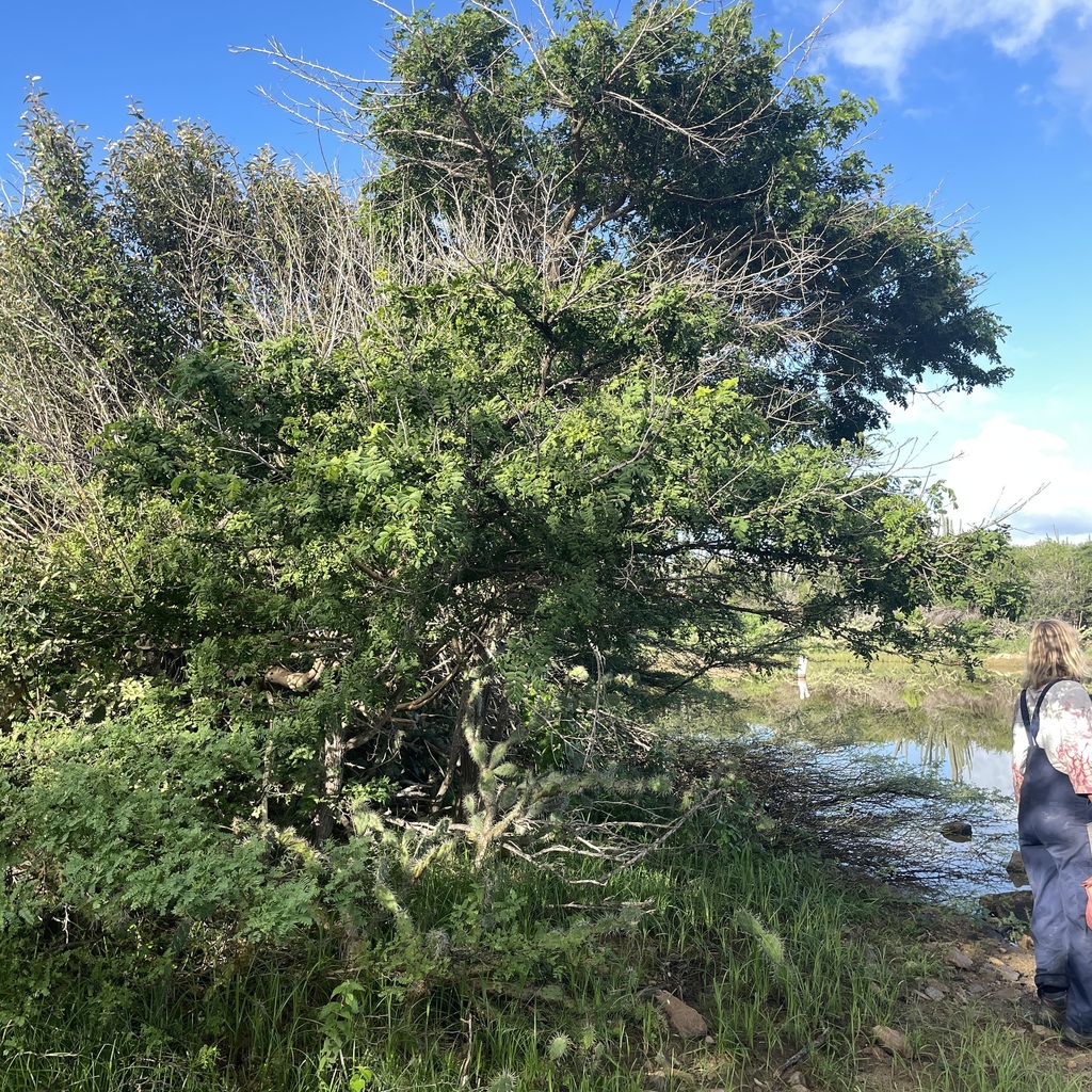Palu di taki — Geoffroea spinosa