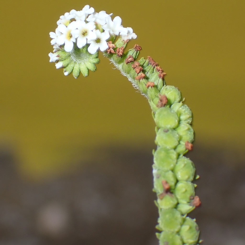 Witte bloemen bovenaan en echte groene, jonge vruchtjes onderaan de bloeiwijze in Playa, Bonaire.