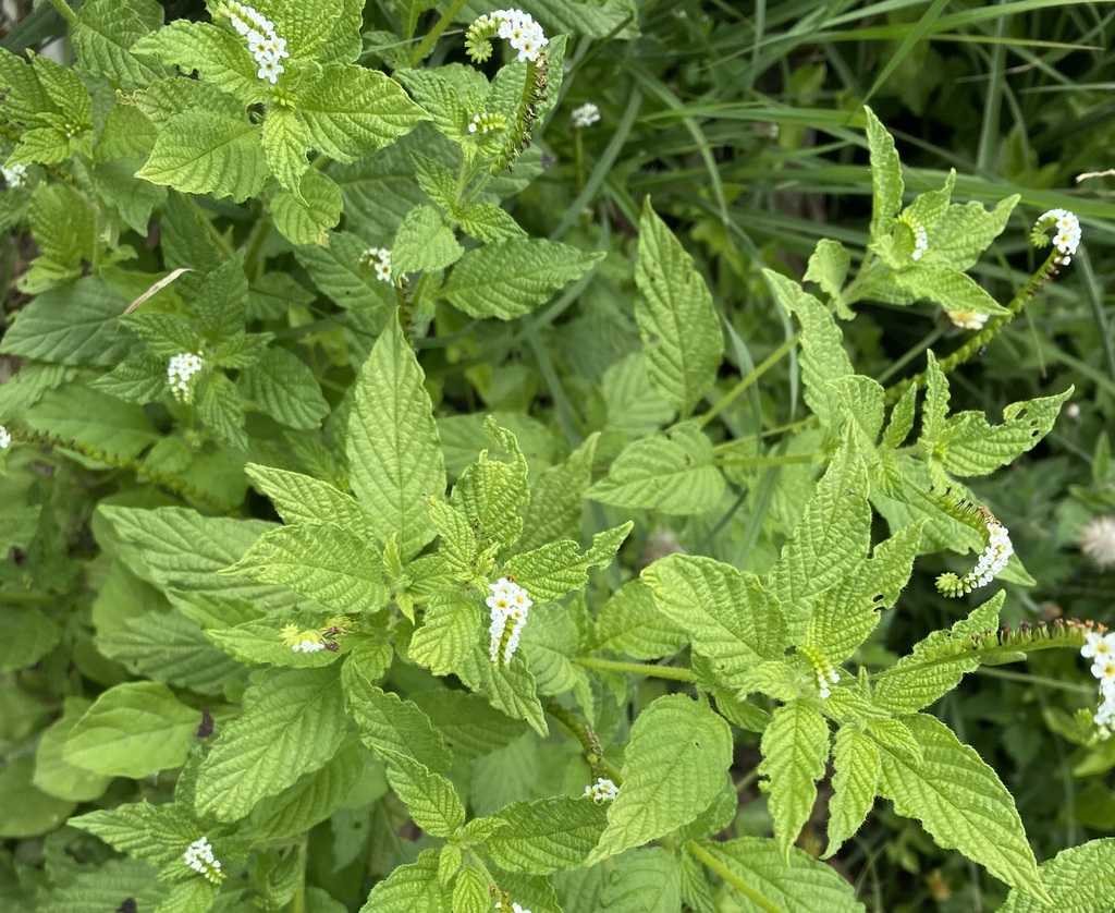 Kokolode — Heliotropium angiospermum