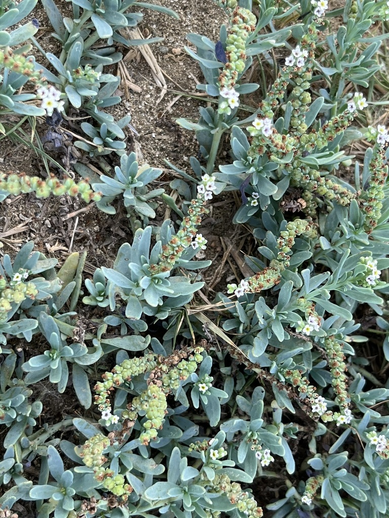 Kokólode shimaron — Heliotropium curassavicum